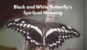 Black and White Butterfly Spiritual Meaning What This Rare Visitor Truly Symbolizes