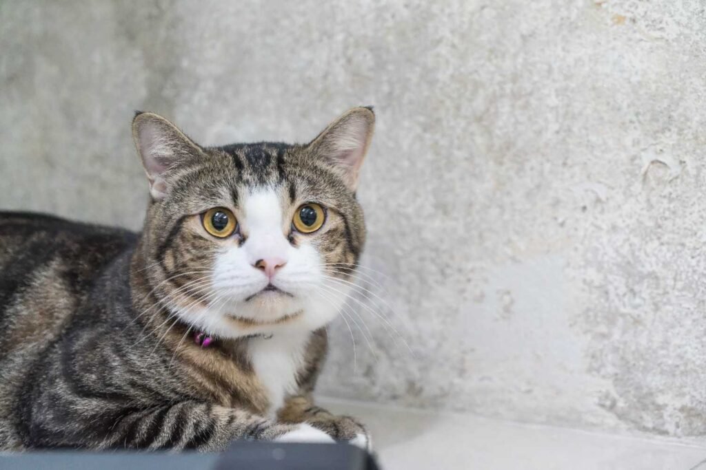 The Most Common Reasons Your Cat Stares at You