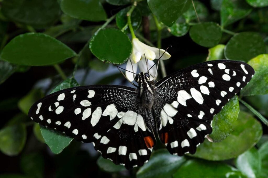 What Does a Black and White Butterfly Symbolize Spiritually