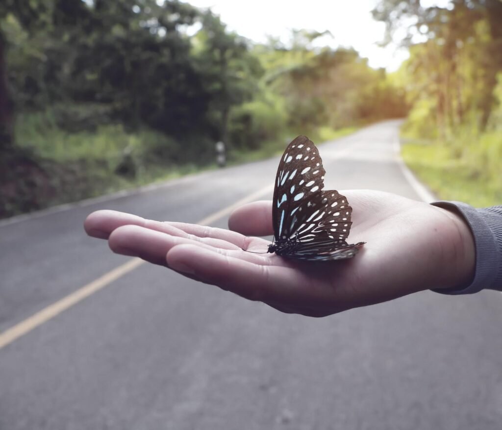 What It Means When a Black and White Butterfly Lands on You