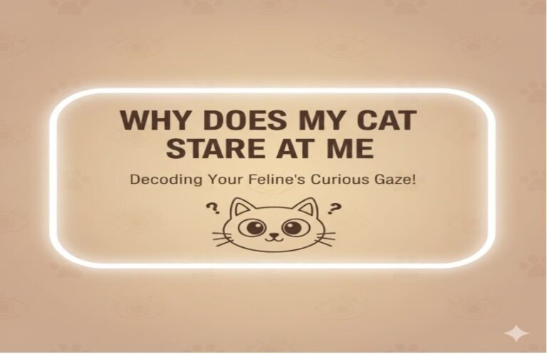 Why Does My Cat Stare at Me? An Expert Explains Feline Eye Contact