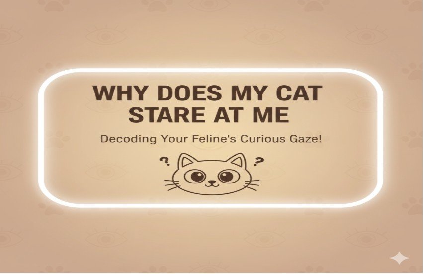 Why Does My Cat Stare at Me? An Expert Explains Feline Eye Contact