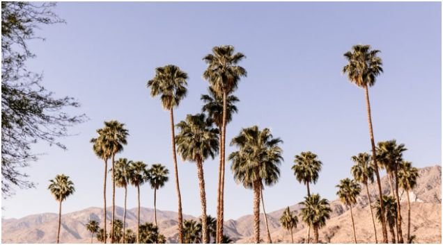 Experience the Natural Desert Beauty