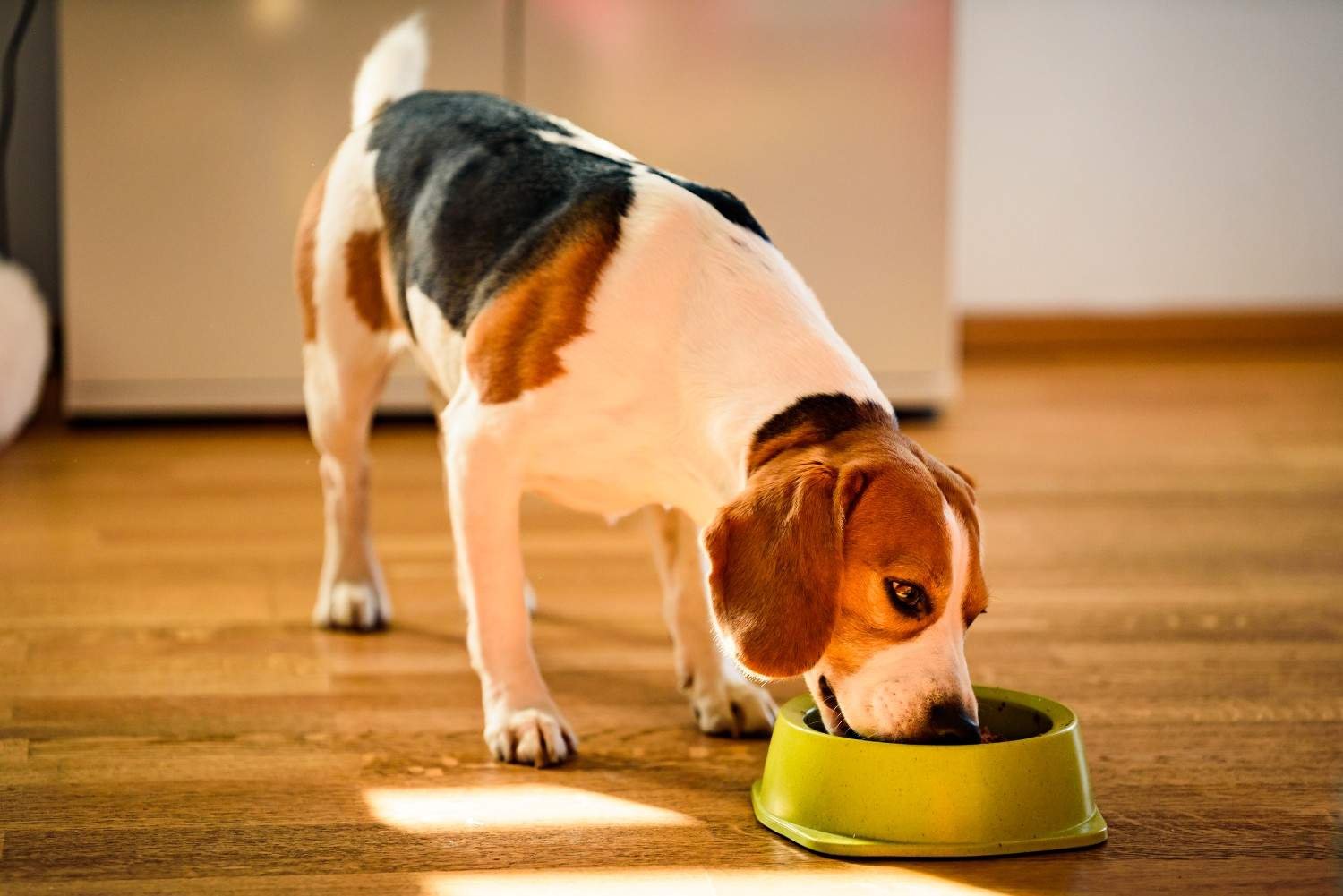 Slow Feeder Dog Bowl Why Your Dog Needs One and How to Pick the Best